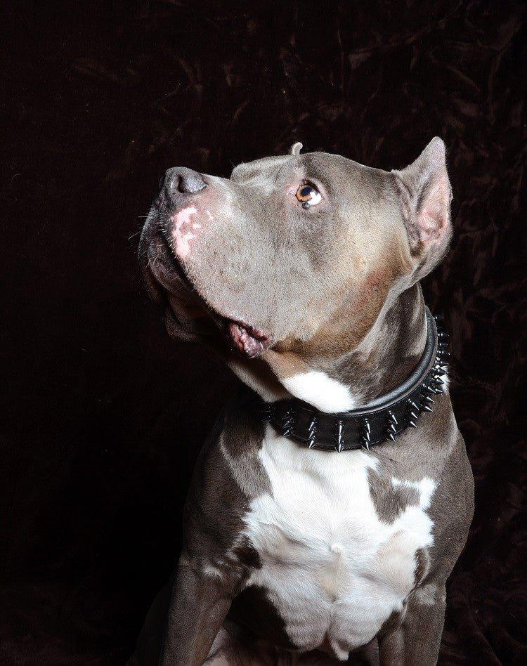 ''Black Giant'' collar-2