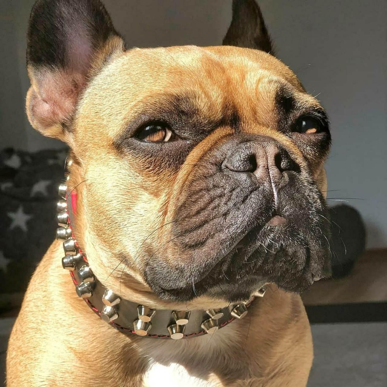 "Rocky" collar-2