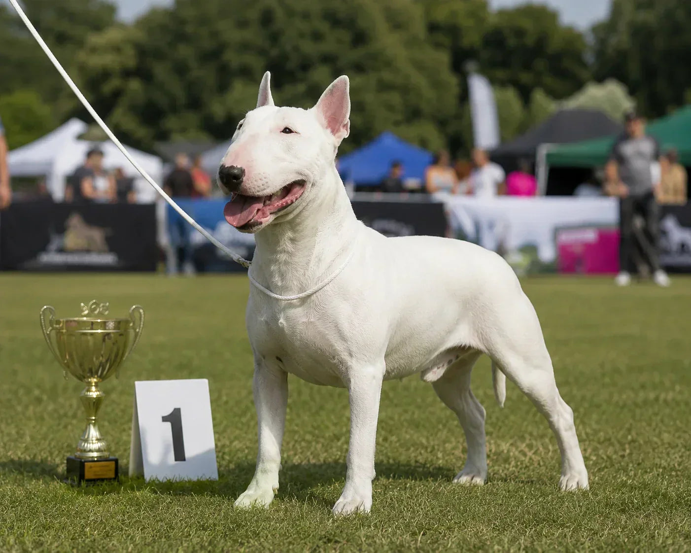 Dog Competitions in the UK: How to Prepare, What to Expect and What to Bring