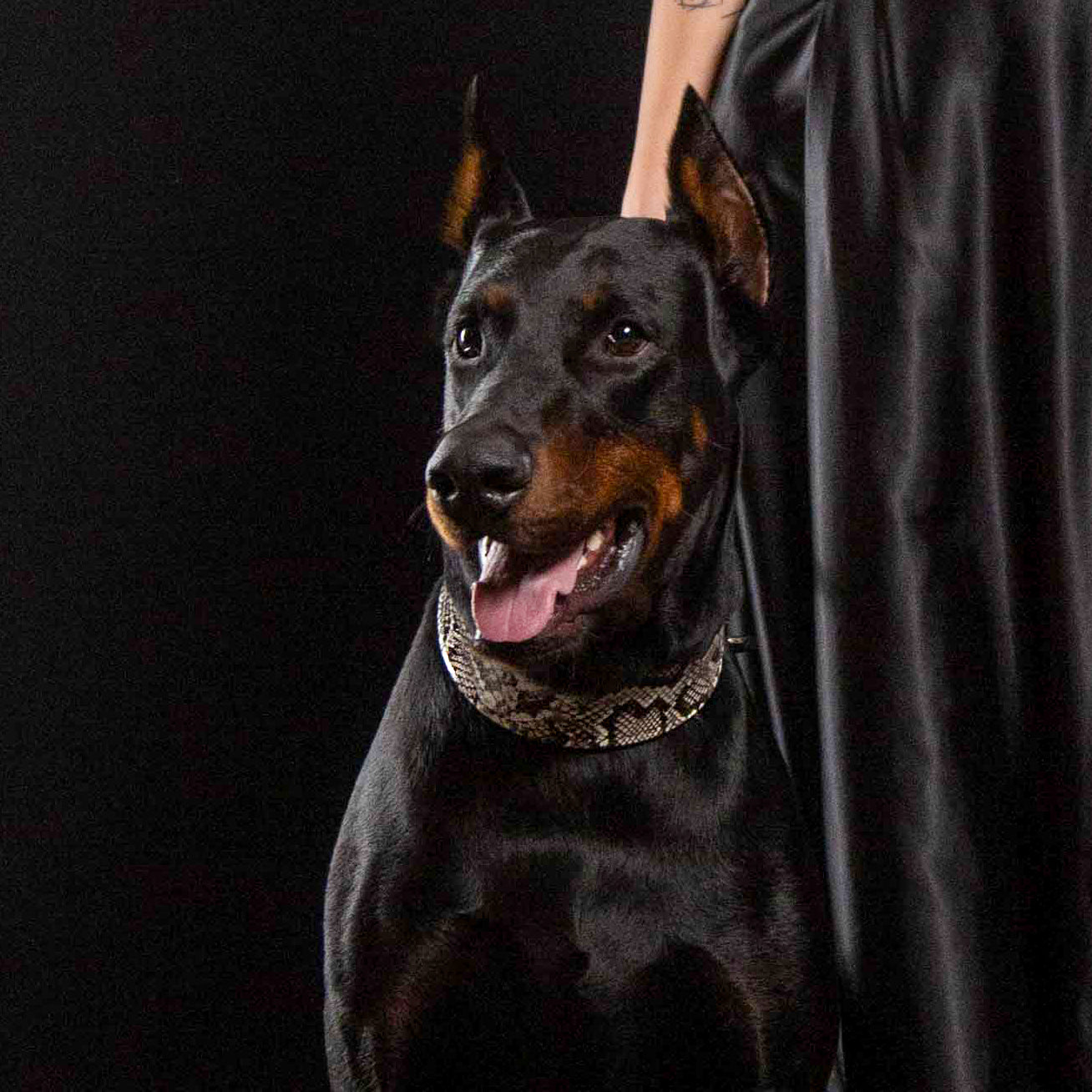 The ''Rock Python'' collar-2