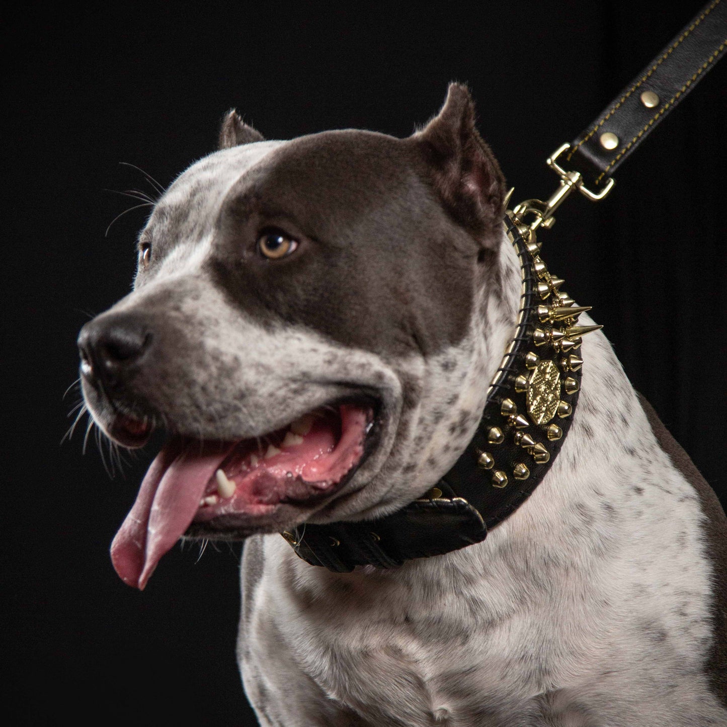 ''Imperium'' hand stitched 8 cm wide show collar-1
