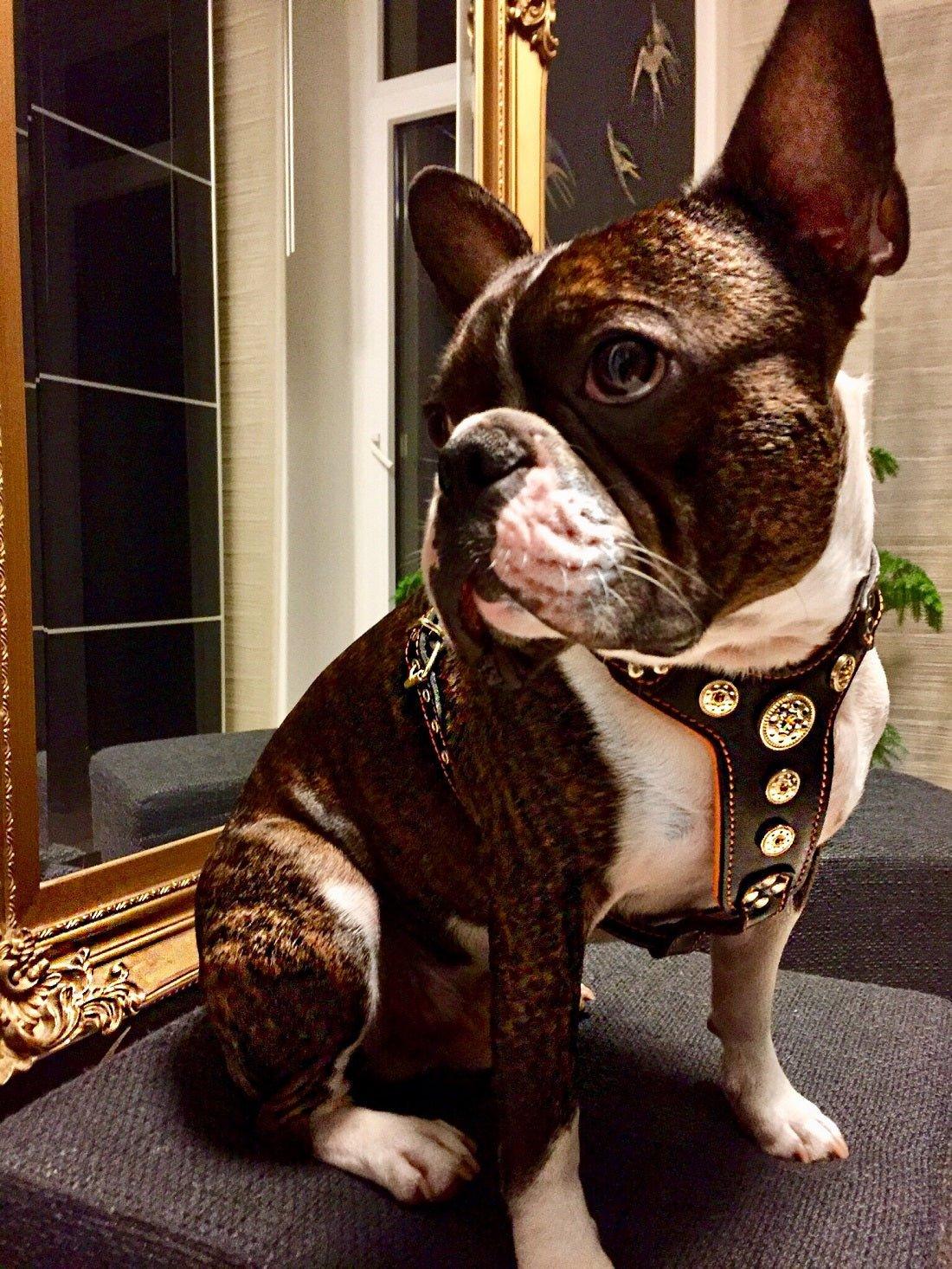 The ''Bijou'' harness Black & Orange Small to Medium Size-2